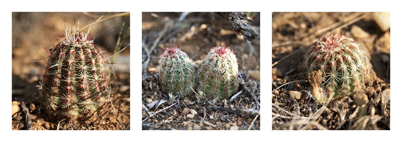 Cactus in the Morning Sun, Triptych 3  · Olympus E-M1 · Olympus 12-40mm f2.8