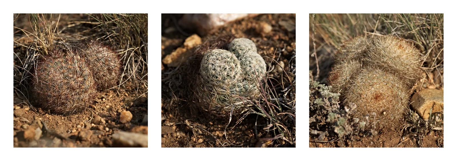 Cactus in the Morning Sun, Triptych 1  · Olympus E-M1 · Olympus 12-40mm f2.8