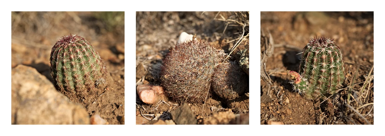 Cactus in the Morning Sun, Triptych 2  · Olympus E-M1 · Olympus 12-40mm f2.8