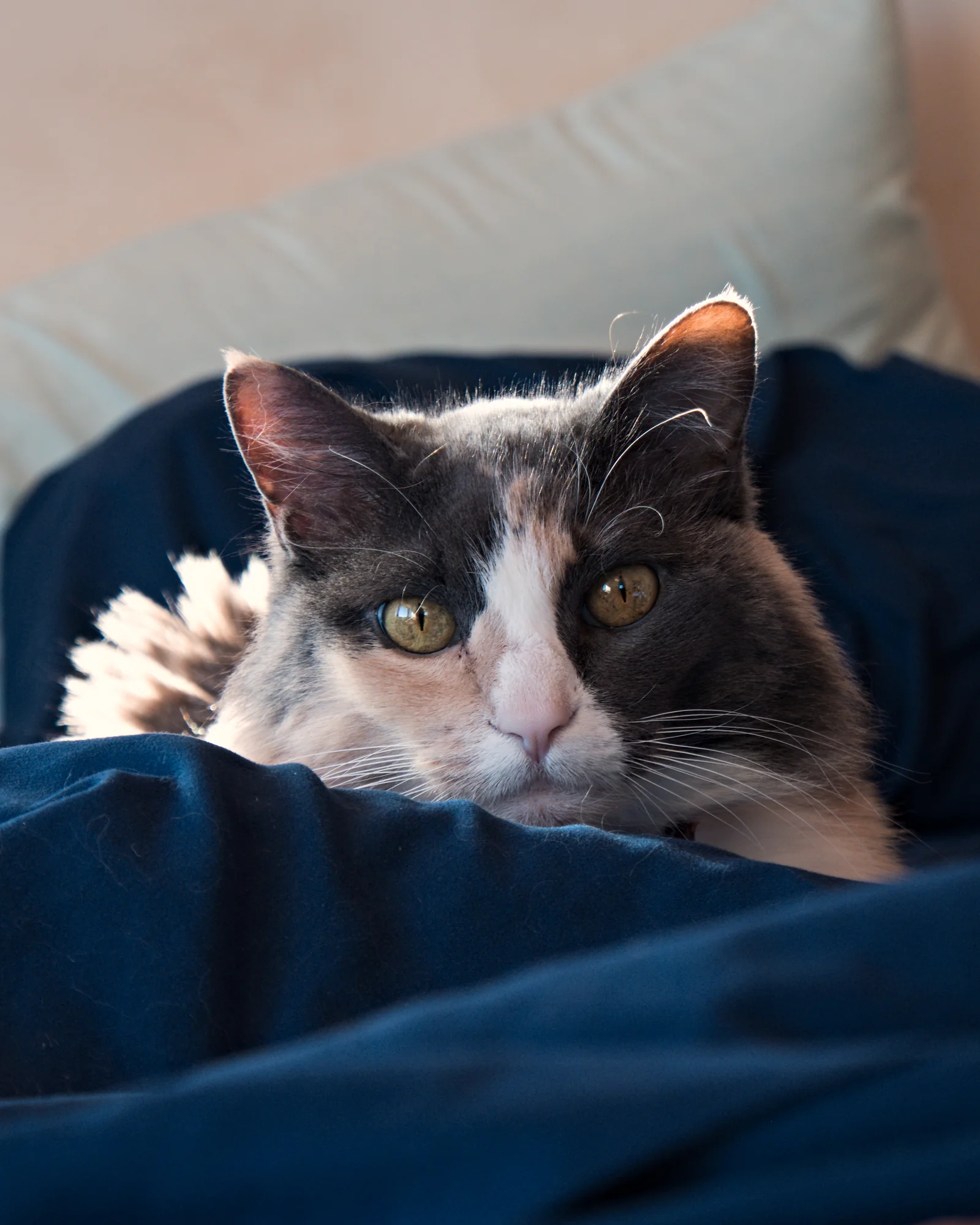 Olympus E-M1 · Olympus 12-50mm f3.5-6.3