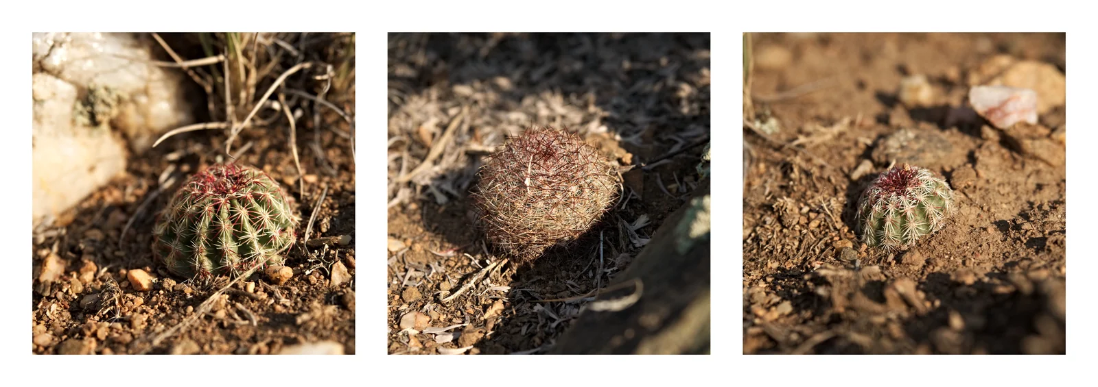 Cactus in the Morning Sun, Triptych 4  · Olympus E-M1 · Olympus 12-40mm f2.8