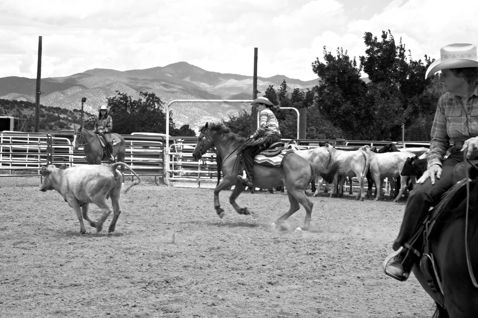 Naima Cutting at Chaffee County Fairgrounds · Olympus E-M1 · Olympus 12-40mm f2.8